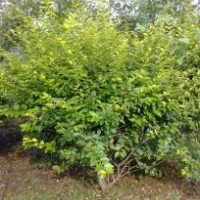 大量供應(yīng)金葉女貞球