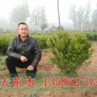 50冠幅瓜子黃楊球價(jià)格報(bào)價(jià)/小葉黃楊球價(jià)格比較