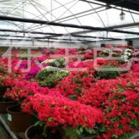 大量供應(yīng)優(yōu)質(zhì)杜鵑花造型盆景