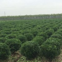 供應(yīng)大葉黃楊 大葉黃楊球