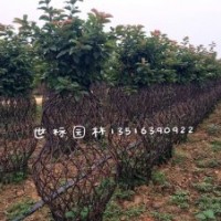 世標(biāo)海棠造型