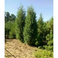 苗木供應(yīng)信息刺?hào)?,8__2,5米,刺?hào)嗲?/></a>
<div><a href=