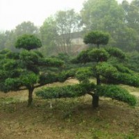 大量供應(yīng)各種規(guī)格造型羅漢松