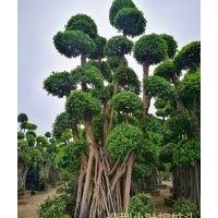 福建造型小葉榕樁頭%造型羅漢松樹樁景觀基地價格