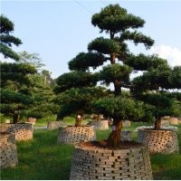 廣東精品羅漢松盆景圖片批發(fā)供應風景樹花卉盆景