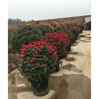 月季花球,月季墻,月季花瓶,造型月季，藤本月季批發(fā)