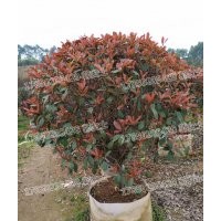 紅葉石楠球 基地批發(fā) 現(xiàn)貨供應(yīng) 精品