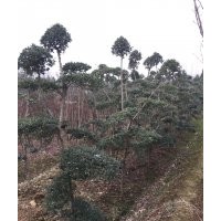 便宜小葉女貞造型150元上車、10000顆供應(yīng)