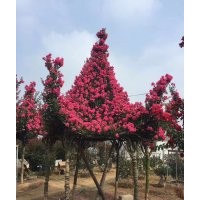 紫薇花亭造型 紫薇亭子景觀綠化 造型骨架