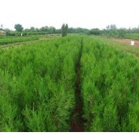 大量供應(yīng)各種規(guī)格側(cè)柏容器苗