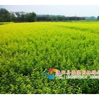 供應(yīng)金葉女貞，黃葉女貞，金葉女貞球，黃葉女貞球