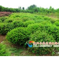 供應(yīng)枸骨，無刺枸骨，枸骨球，海桐球，火棘，火棘球