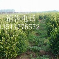 銷售:衛(wèi)矛球,扶芳藤球,金葉女貞球,紅葉小檗球