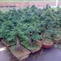 對節(jié)白蠟盆景 對節(jié)白蠟景觀樹 對節(jié)白蠟小苗扦插苗 對節(jié)白蠟樹樁