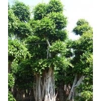 造型小葉榕樁頭苗木#小葉榕價格公布