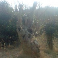 紫薇，大型盆景 紫薇,200年樹(shù)齡,開(kāi)大紅花