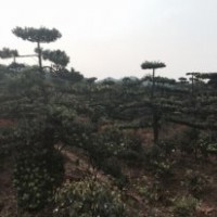 20公分造型羅漢松34800元,【熱賣】優(yōu)價批發(fā)!