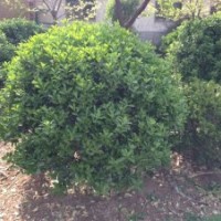 供應(yīng)：木槿，冬青，大葉黃楊，紫葉李，櫻花，北海道。