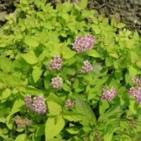 金山金焰繡線菊火熱出售中