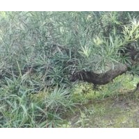 大量供應羅漢松盆景