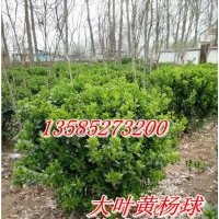 供應(yīng)80冠大葉黃楊球價(jià)格.1米冠大葉黃楊球價(jià)格