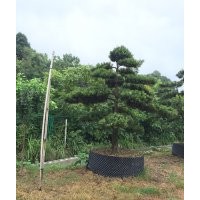 羅漢松價格、造型羅漢松價格、湖南羅漢松價格、2-25公分羅漢松出