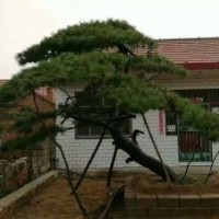 供應(yīng)造型景觀松！造型油松！