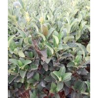 云南地區(qū)供應(yīng)歐洲莢蒾