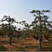 造型黑松大量供應