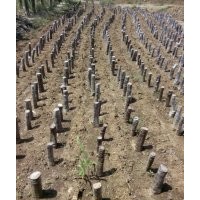 對節(jié)白蠟下山樁