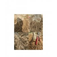 出售流蘇、日本紅楓、銀杏樹(shù)