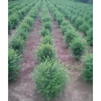 直供小葉女貞球50-2米 質(zhì)量好 5000畝