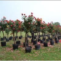 各種規(guī)格月季樹(shù)冠幅60cm左右