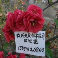 供應年宵精品花卉-沂州海棠、日本海棠花、木瓜海棠、各種造型海