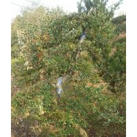 供應(yīng)構(gòu)骨球、火棘球、枸骨、石楠球、十大功勞、南天竹