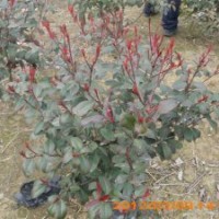 60紅葉石楠毛球