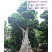 榕樹盆景之鄉(xiāng)產(chǎn)地批發(fā)