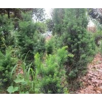 紅豆杉盆景優(yōu)價(jià)優(yōu)質(zhì)出售，100元／盆起，5年生長的樹