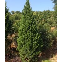 供應(yīng)：龍柏球，30—400公分高度的龍柏樹(shù)