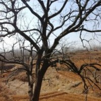 出售柿子樹(shù)