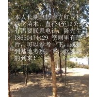 長期出售南方紅豆杉