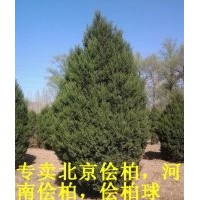 3.5米河南檜柏
