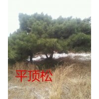 長期低價(jià)供應(yīng)平頂松油松迎客松