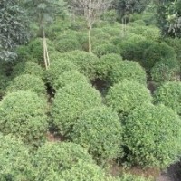 出售《海桐，紅花繼木，小葉女貞，含笑，金森女貞，紅葉石楠》球