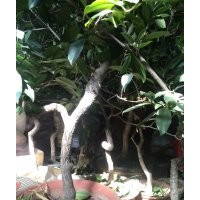 流蘇嫁接桂花大型盆景