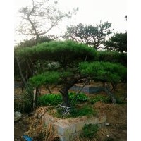 低價供應造型油松！造型黑松！平頂松！