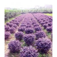 苗木價格：梔子花、金森女貞、紅花繼木球、法國冬青、紅葉石楠球