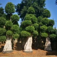 干徑80CM重慶小葉榕樁頭四川三角梅盆景樹樁苗圃基地