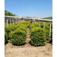 供應(yīng)金葉女貞球