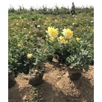 工程綠化月季，大杯苗月季，盆栽月季各種規(guī)格